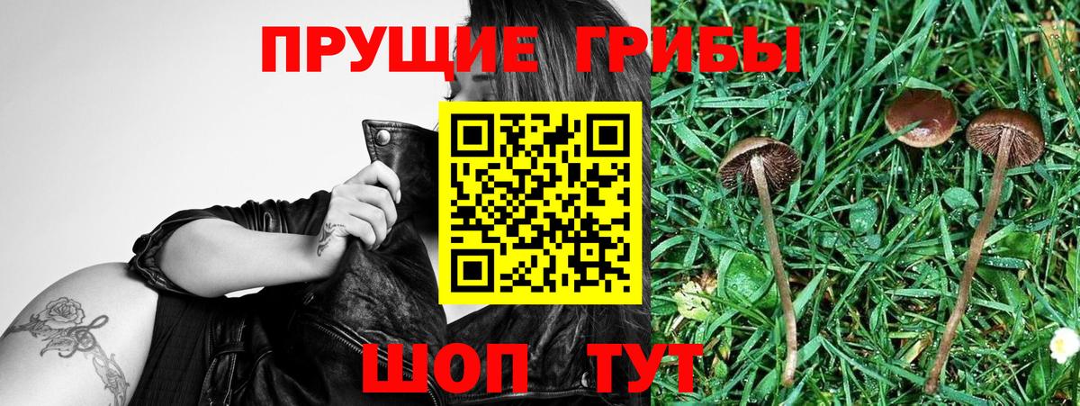 Ишим  Псилоцибиновые грибы MAGIC MUSHROOMS  Вход с VPN 